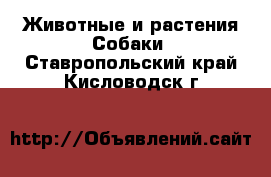 Животные и растения Собаки. Ставропольский край,Кисловодск г.